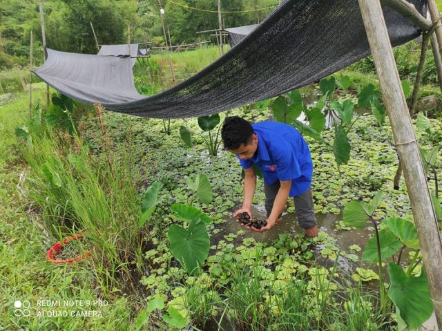 Khởi nghiệp thành công với nghề nuôi ốc nhồi hữu cơ